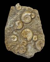 Banc d'ammonites